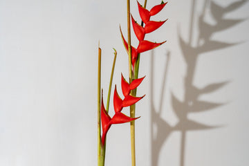 Haeliconias